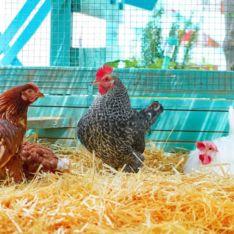 Tips On How to Control Chicken Coop Smell