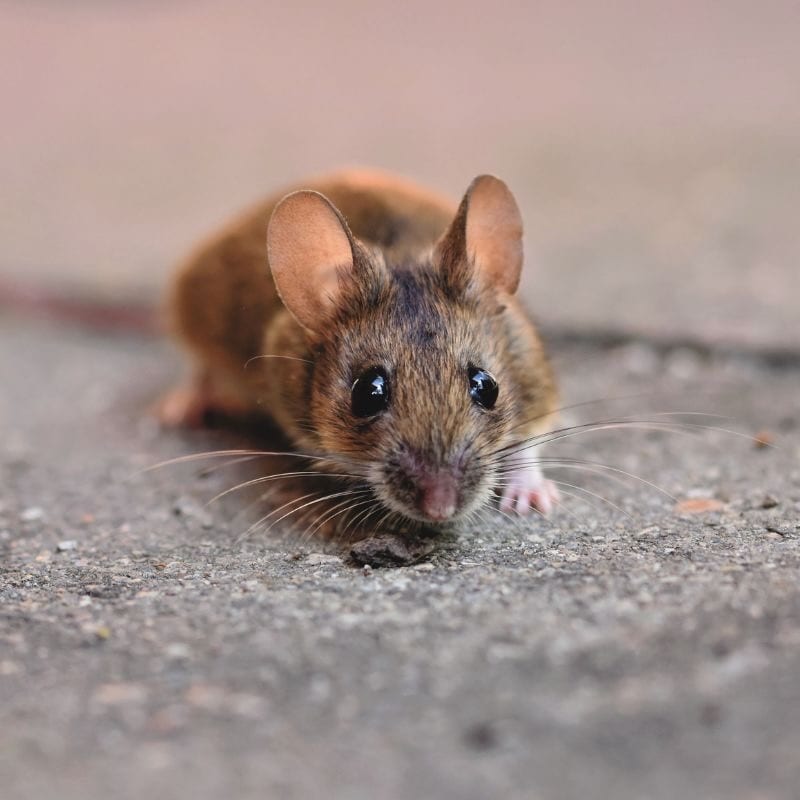 Do Chicken Coops Attract Mice? Preventing Rodents