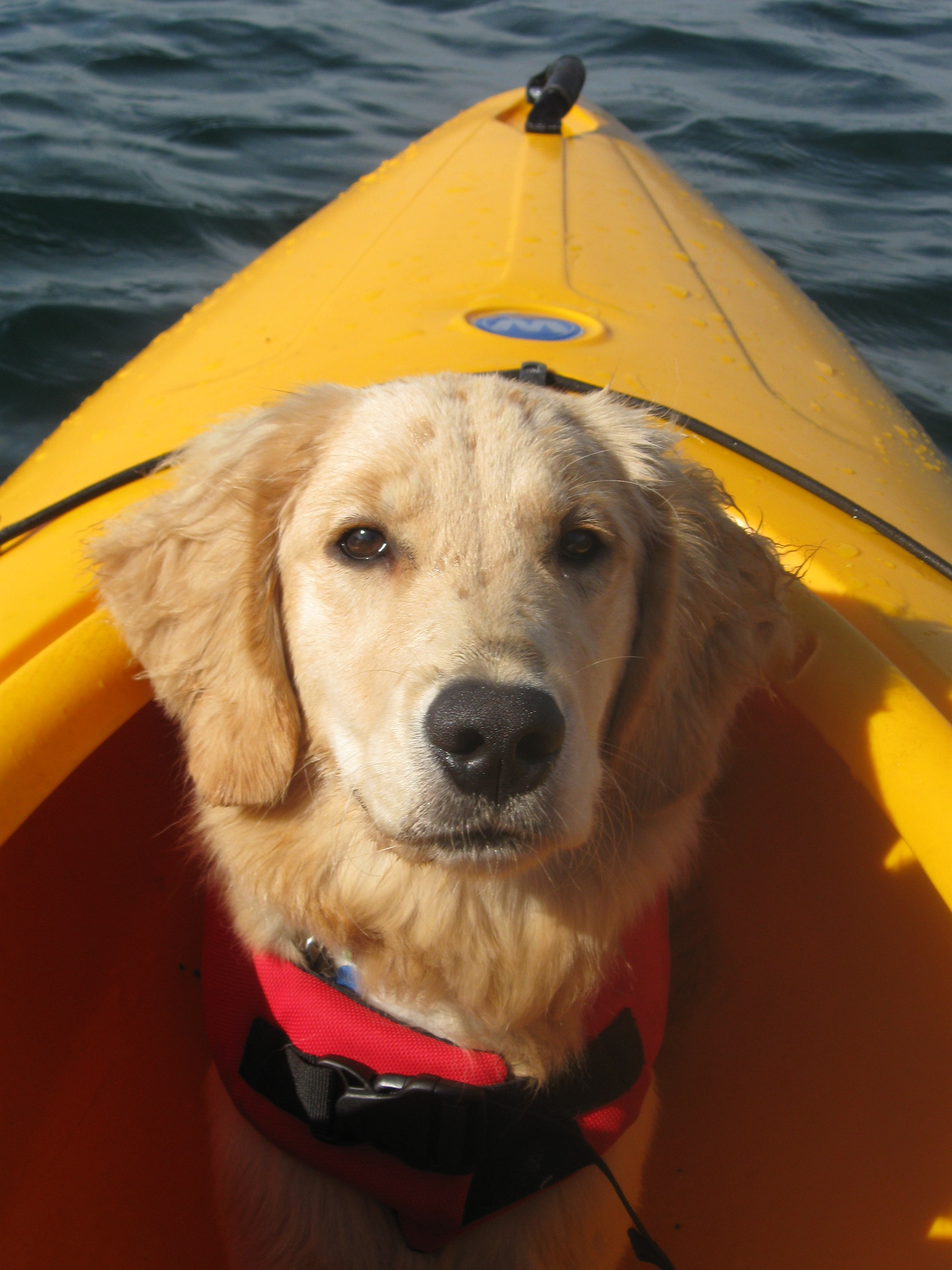 What Makes a Great PetFriendly Destination?