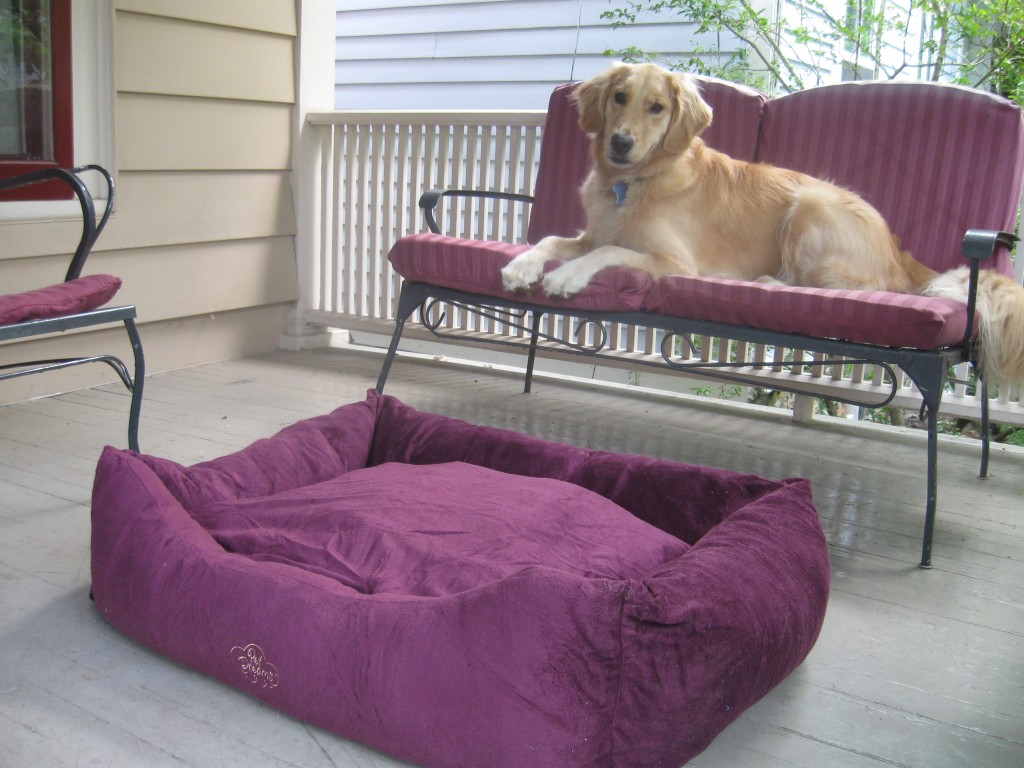 10 Top Dog Training Tips You Can Use Every Day