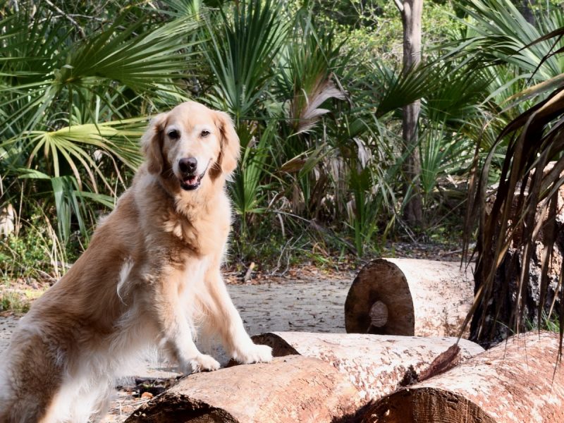Build Your Dogs Confidence—How To Go From Mutt To Super Hero