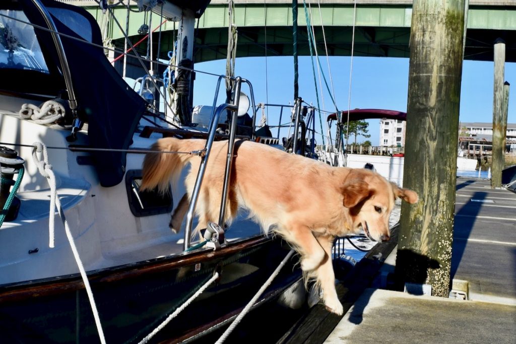 3 Different Dog Ramps For Boats Which Is Best?