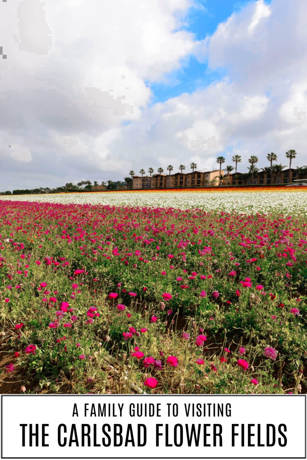 Visiting the Carlsbad Flower Fields A Guide to Taking the Kids