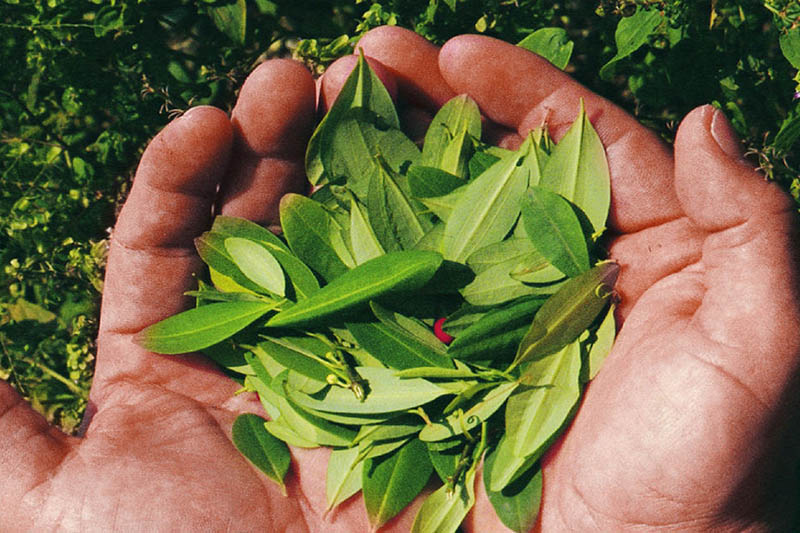 La Hoja de Coca presente en Expoalimentaria 2019