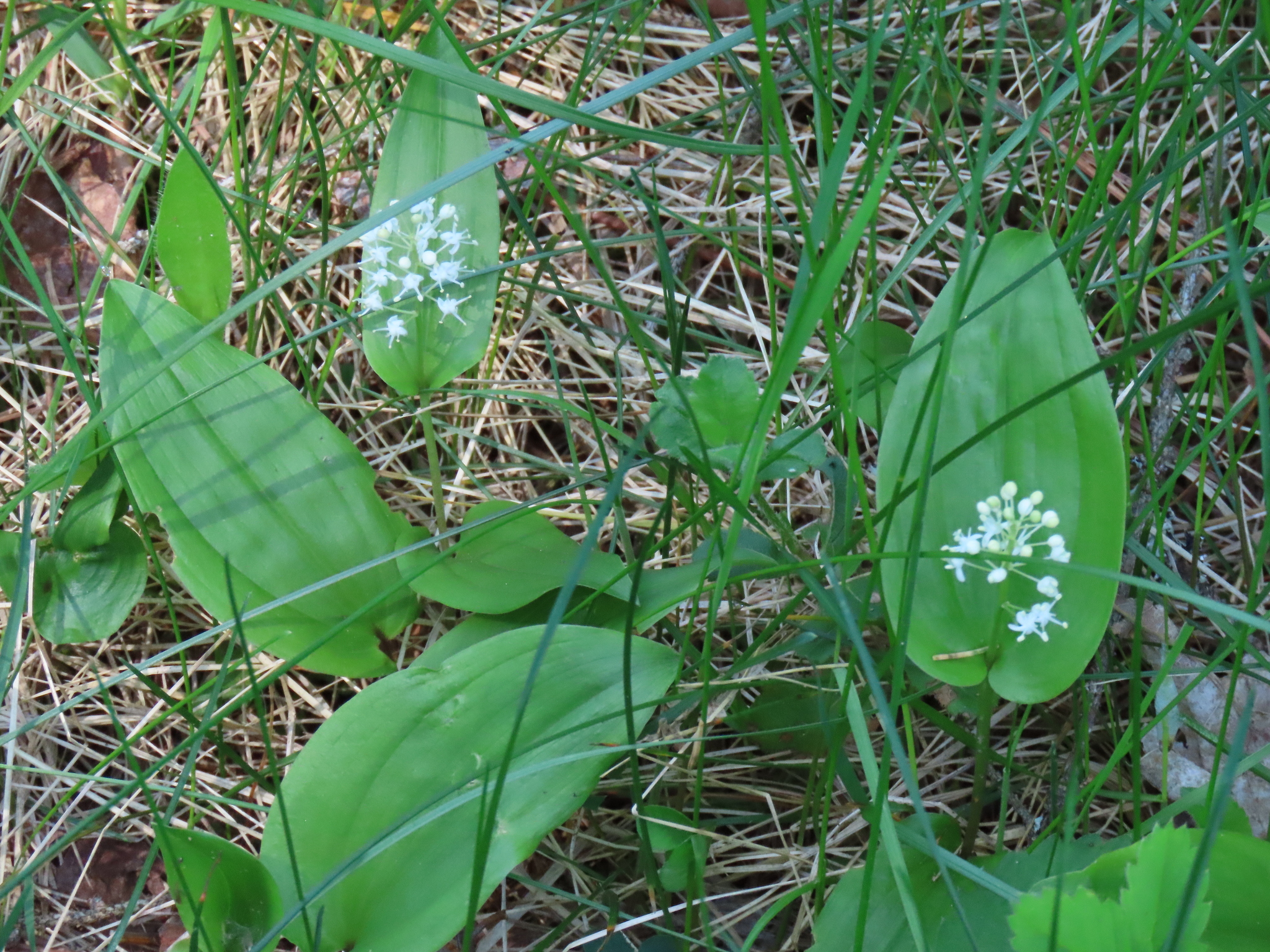 Wild LilyOfTheValley Maianthemum Canadense Edible & Medicinal
