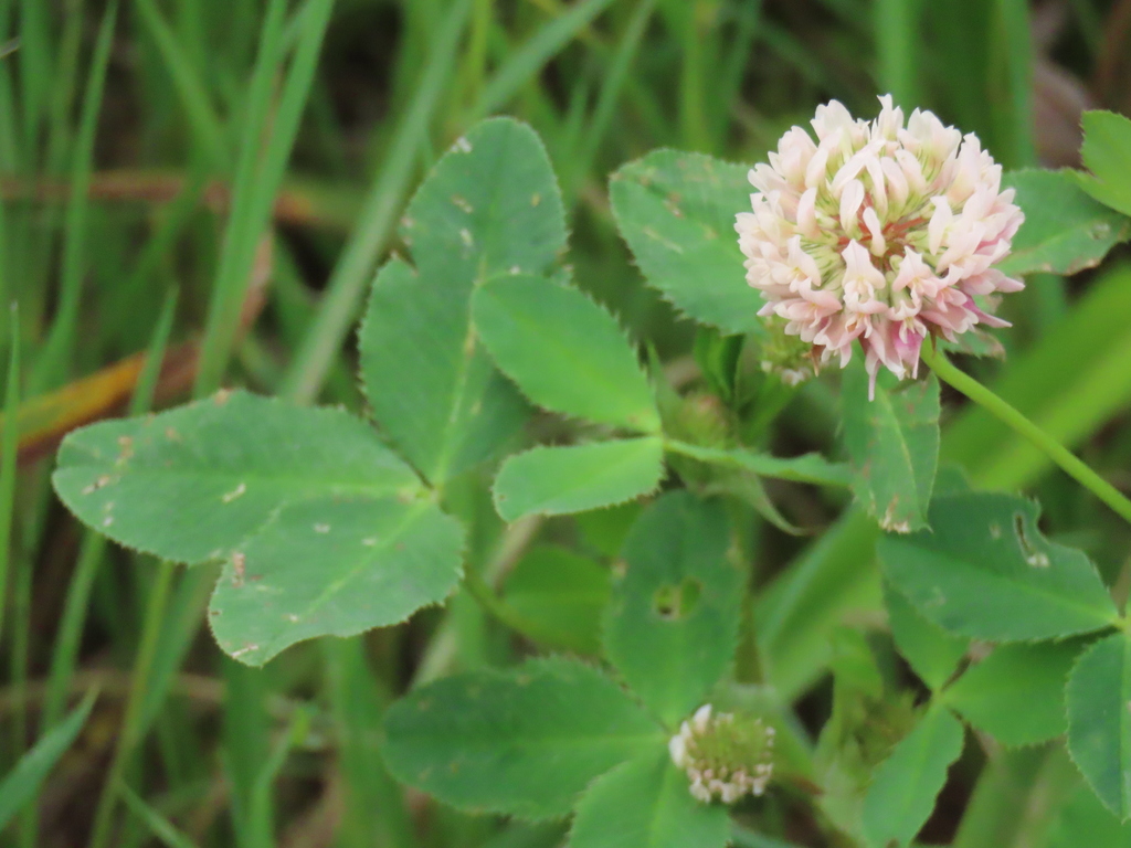 White Clover Trifolium Repens Edible & Medicinal Uses of the