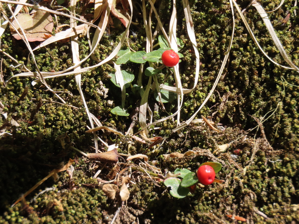 Partridgeberry Mitchella Repens Edible & Medicinal Uses of the