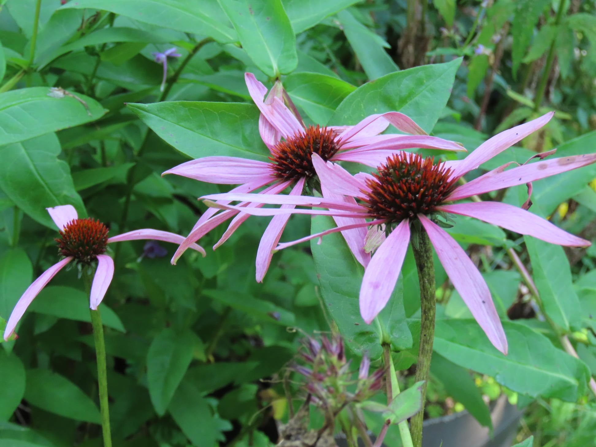 Coneflowers Echinacea SPP. Edible & Medicinal Uses of the Trendiest of Wild Plants Song of