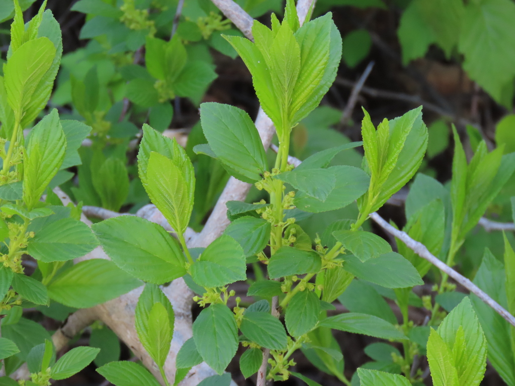 Alderleaved Buckthorn Rhamnus Alnifolia Edible & Medicinal Uses of