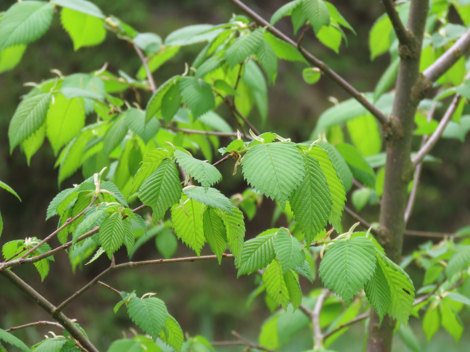 The Wood Folk Diaries Volume 3, Chapter 18 Commas, Question Mark and