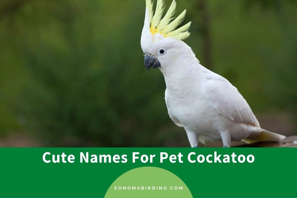 200+ Cute Names For Pet Cockatoo Sonoma Birding