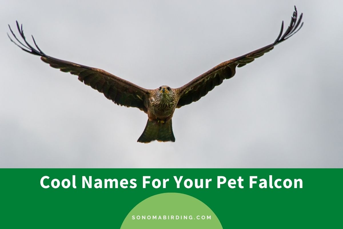 300+ Cool Names For Your Pet Falcon Sonoma Birding