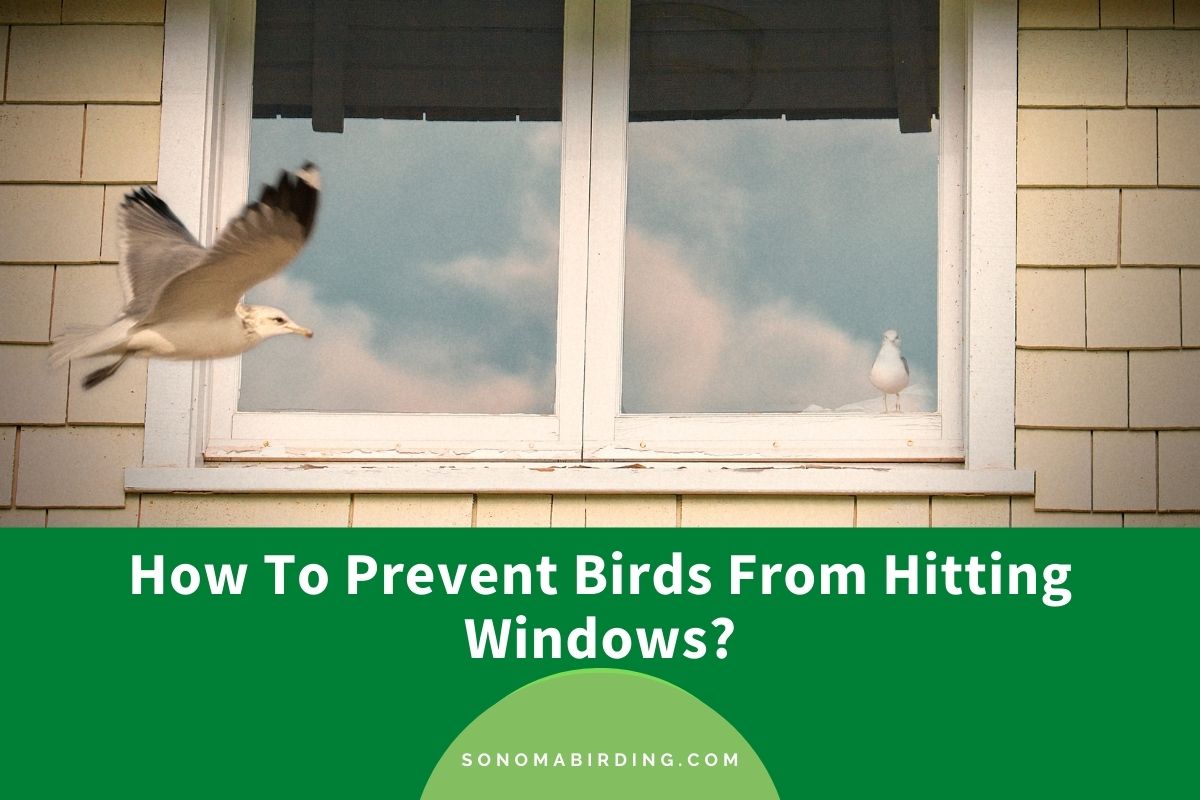 How To Prevent Birds From Hitting Windows? Sonoma Birding