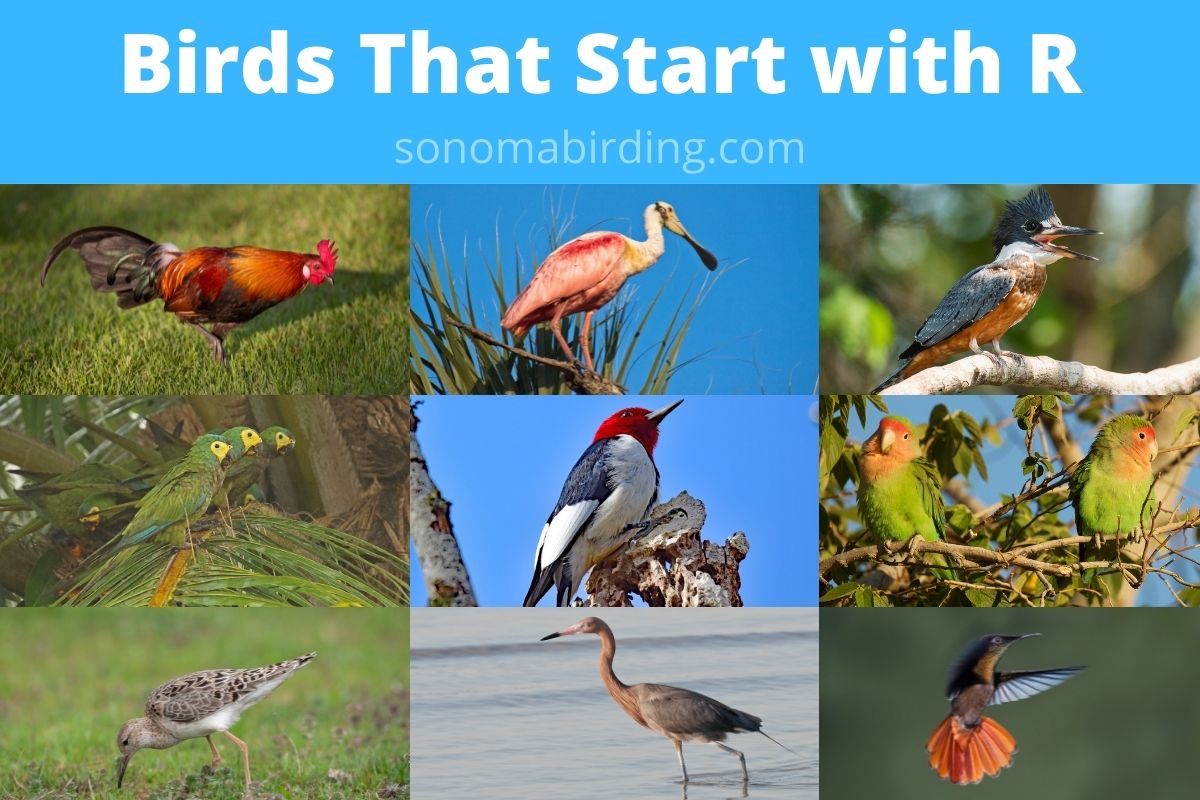 24 Birds That Start With R Sonoma Birding