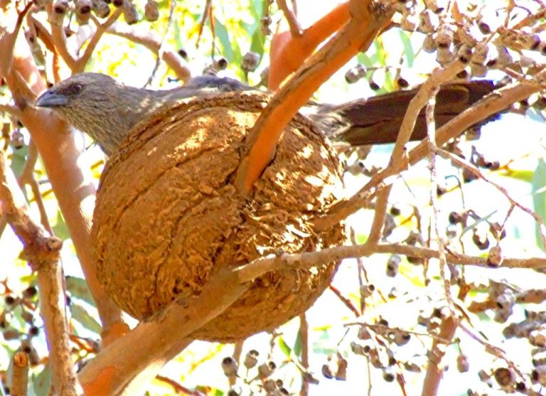 8 Birds That Build Mud Nests (with photos and videos) Sonoma Birding