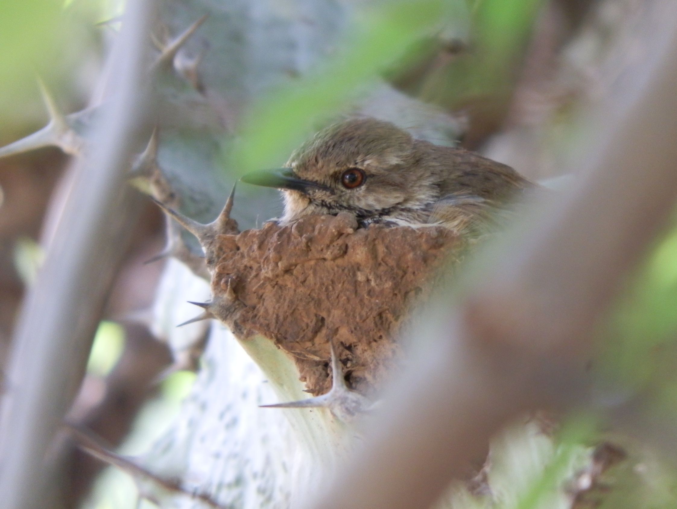 8 Birds That Build Mud Nests (with photos and videos) Sonoma Birding