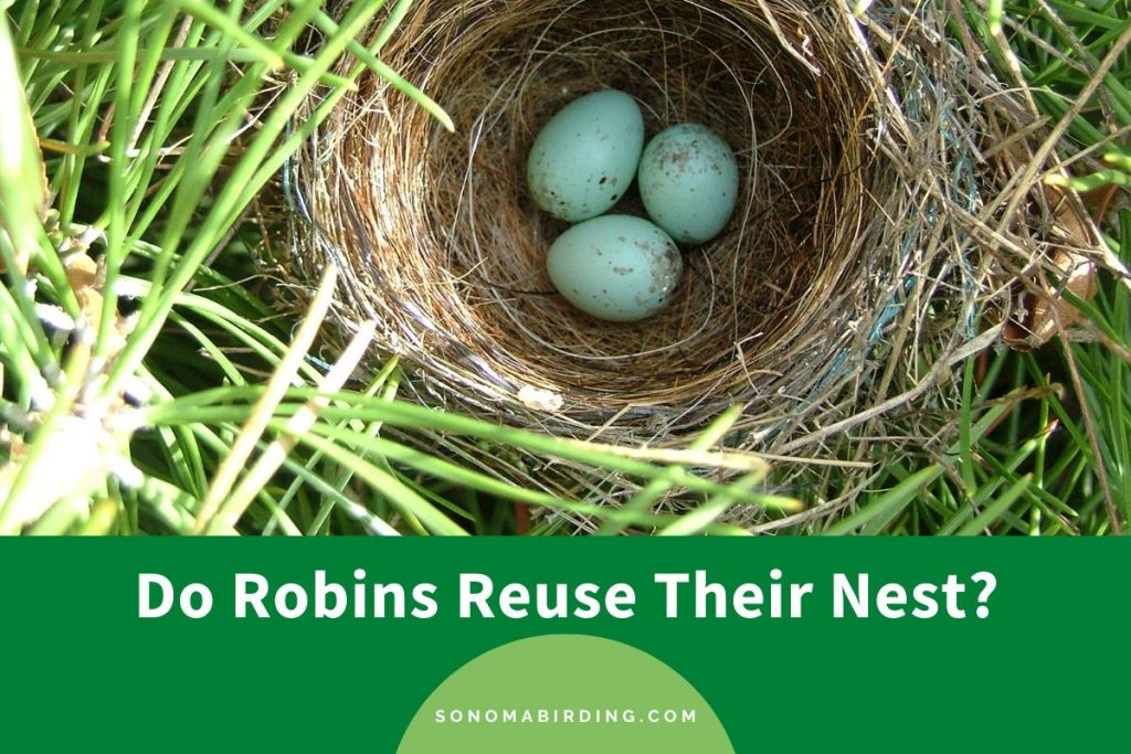 Do Robins Reuse Their Nest? Sonoma Birding