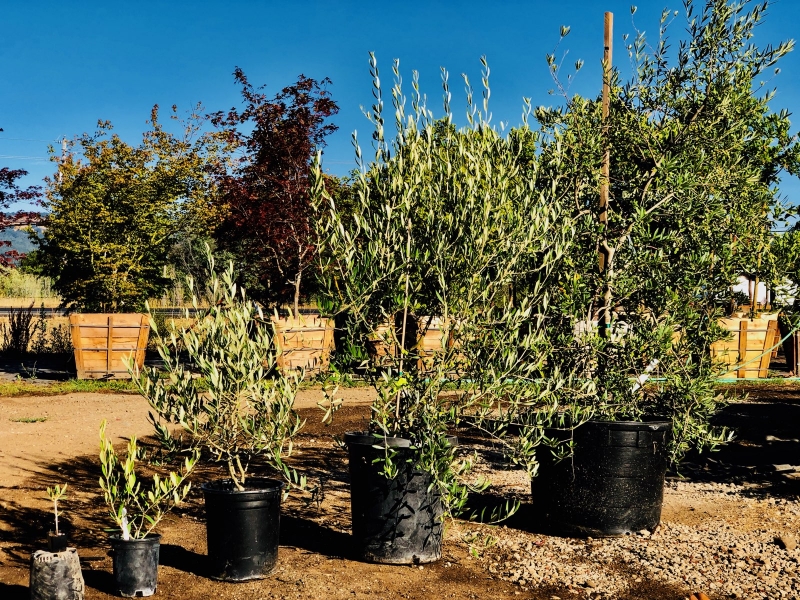 The Evolution of the Olive Tree Sonoma Valley Wholesale Nursery