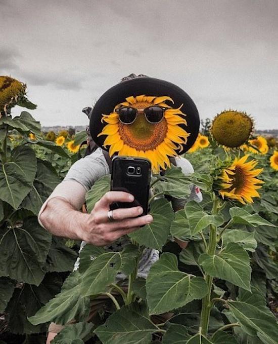233 Sunflower Captions for Instagram to Brighten Your Day Soocial