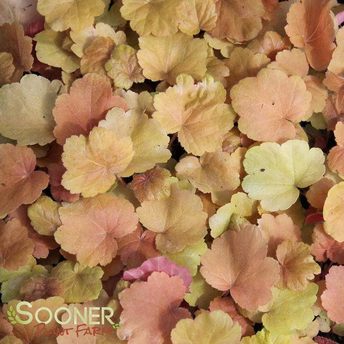 Southern Comfort Coral Bells Sooner Plant Farm