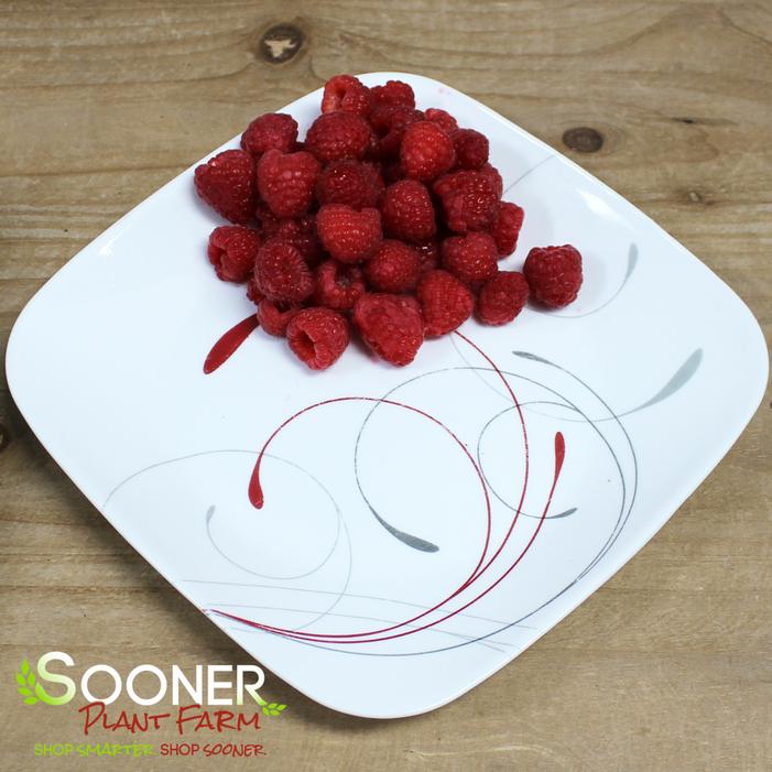 Heritage Raspberry Sooner Plant Farm