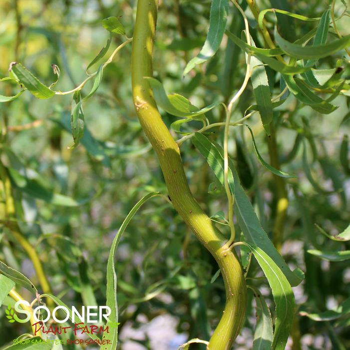Corkscrew Willow Sooner Plant Farm