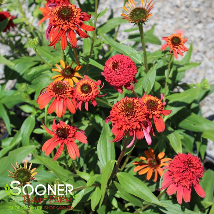 Hot Papaya Coneflower Sooner Plant Farm