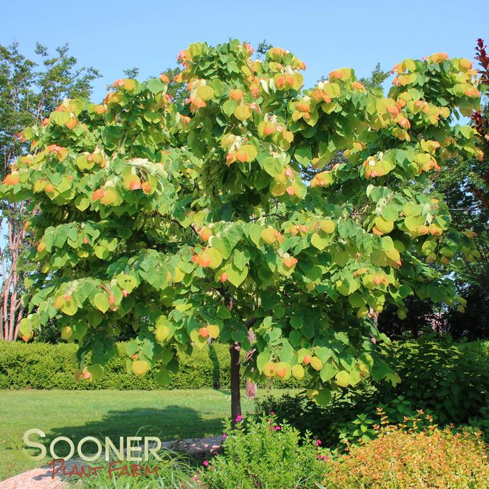 The Rising Sun™ Redbud Buy Online, Best Prices
