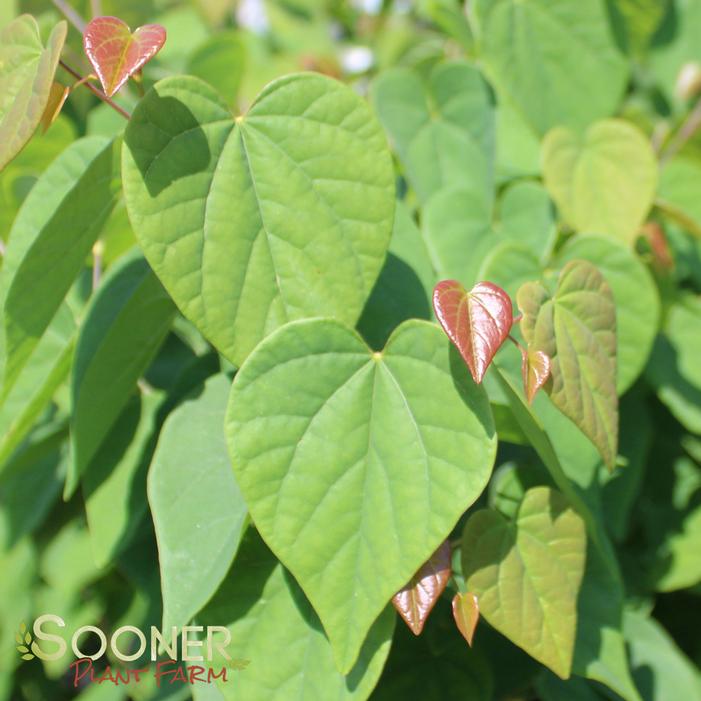 Ace of Hearts Redbud Sooner Plant Farm
