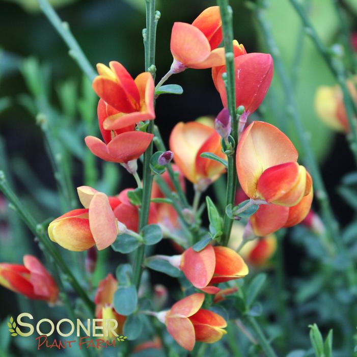 Lena Scotch Broom Sooner Plant Farm
