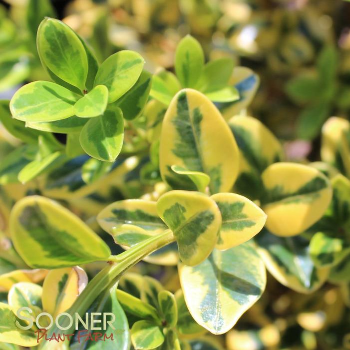 Wedding Ring® Boxwood Sooner Plant Farm