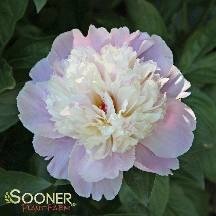 Sorbet Garden Peony Buy Online, Best Prices
