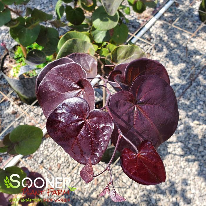 Merlot Redbud Sooner Plant Farm