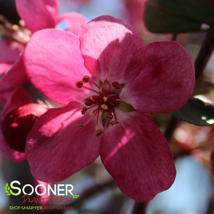 Louisa Weeping Crabapple Sooner Plant Farm