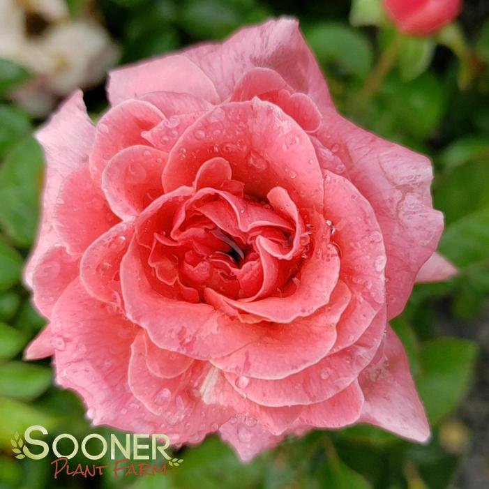 Livin' La Vida® Rose Buy Online, Best Prices