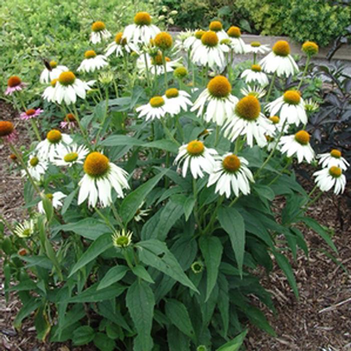 White Swan Coneflower Sooner Plant Farm