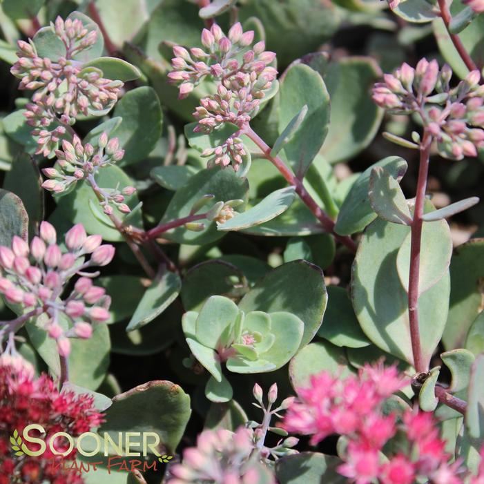 Vera Jameson Sedum Sooner Plant Farm