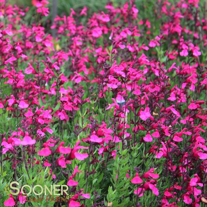 Pink Preference Autumn Sage Sooner Plant Farm