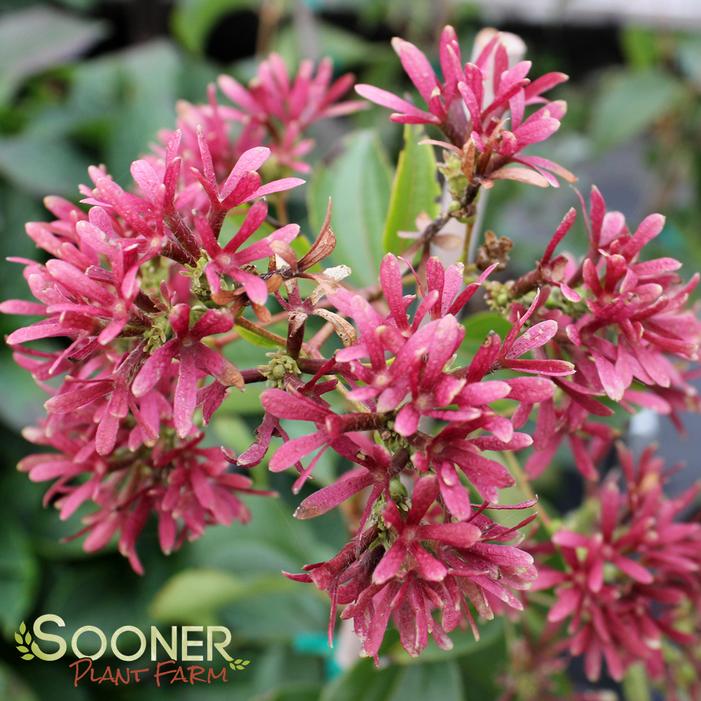 Temple of Bloom® Seven Son Flower Sooner Plant Farm