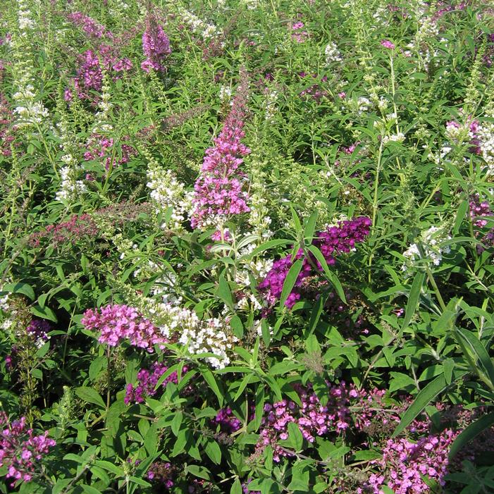 TriColor Butterfly Bush Buy Online, Best Prices