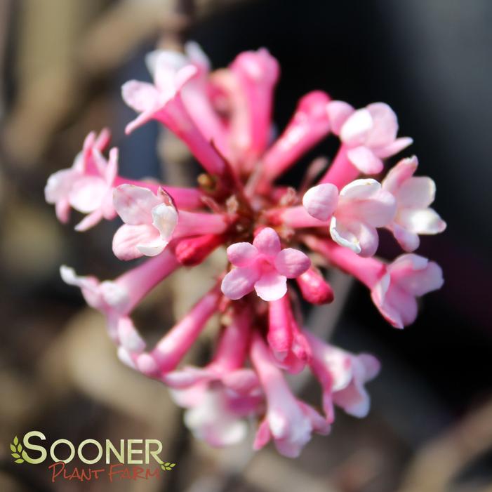 Pink Dawn Viburnum Sooner Plant Farm