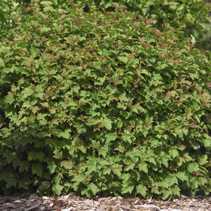 Dwarf European Cranberry Bush Sooner Plant Farm