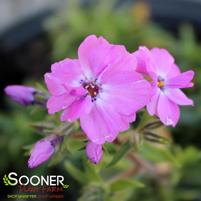 Rose Sprite Hybrid Spring Phlox Sooner Plant Farm