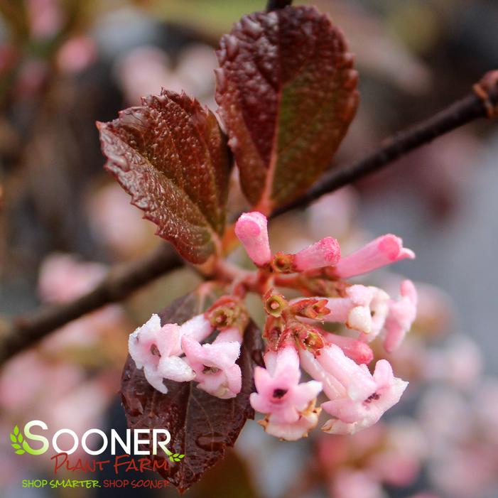 Sweet Talker® Viburnum Sooner Plant Farm