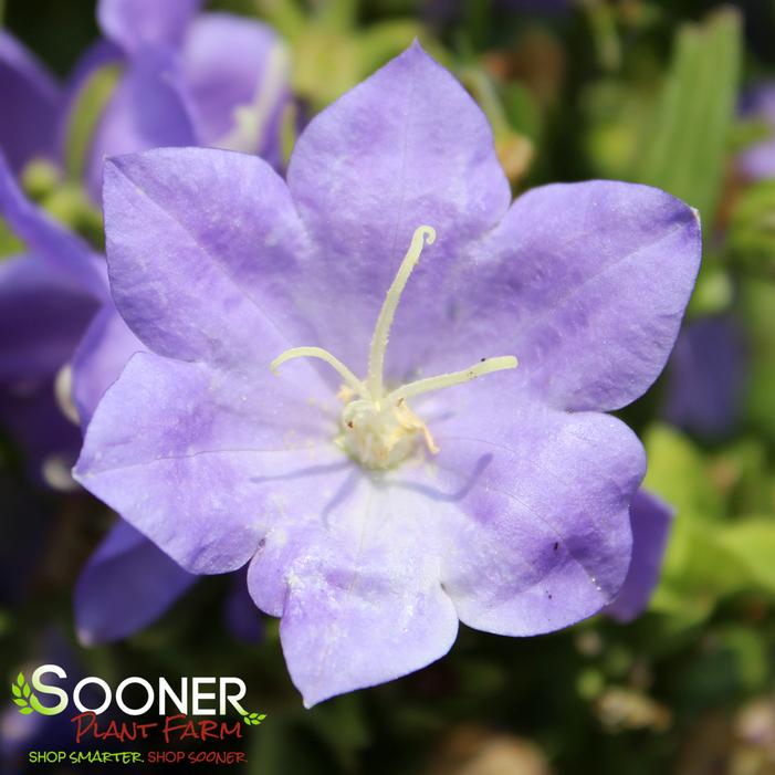 Takion Blue Bellflower Sooner Plant Farm