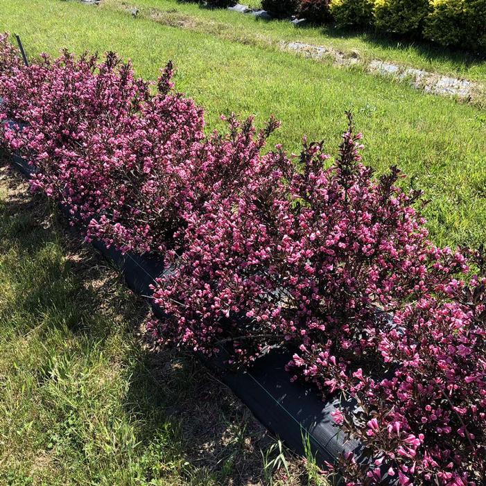 Very Fine Wine® Weigela Sooner Plant Farm