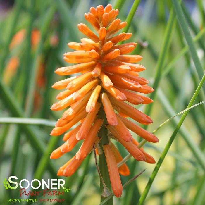Joker's Wild Red Hot Poker Sooner Plant Farm