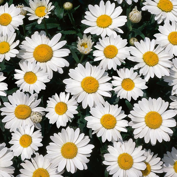 Colored Shasta Daisy