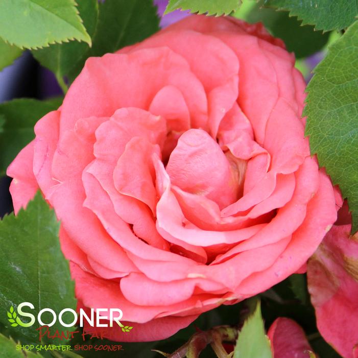 Patriot Dream Rose Sooner Plant Farm