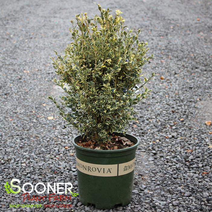 Variegated English Boxwood Sooner Plant Farm
